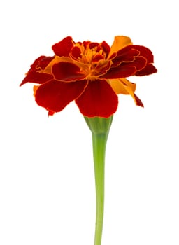 close-up single spreading marigold, isolated on white