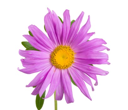 close-up purple aster, isolated on white