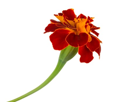 close-up single spreading marigold, isolated on white