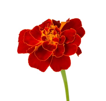 close-up single spreading marigold, isolated on white