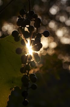 Abstract shot of the grapes in back lighting