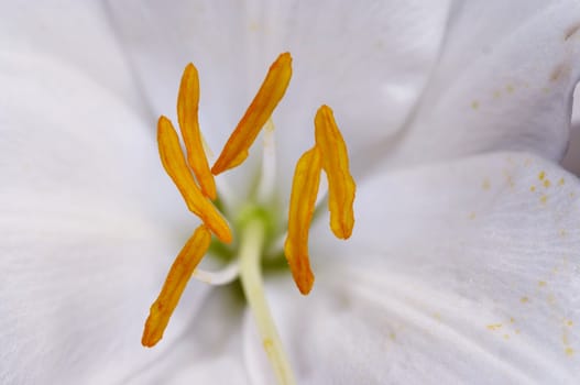 Detail (close-up) of the bloom of the Annunciation lily