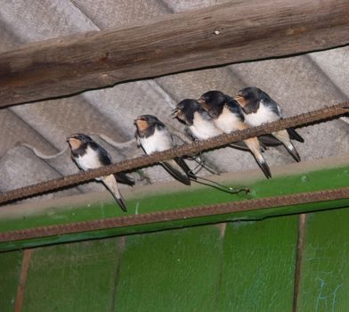 The image of five baby birds of a swallow