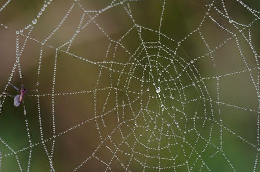 Close-up of the dewy spider´s web