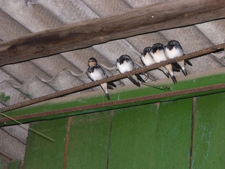 The image of five baby birds of a swallow