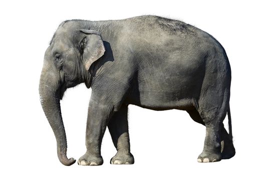 African elephant at the zoo, isolated on white background.