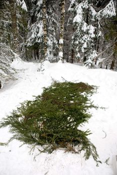 Spruce branches placed over snow to protect a tent.