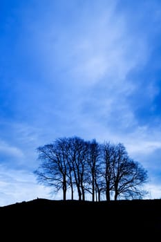 A serene group of trees over a blue sky