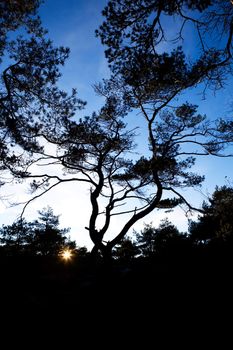 A group of gnarled pine trees against a bright sunset