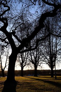 A group of trees in a park which are old and gnarled