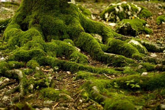 Root of trees in reserve of Montenegro