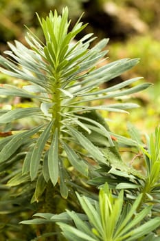 Fern in the reserve of Montenegro