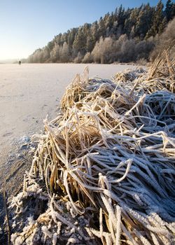 The edge of a lake with frost and weed texture