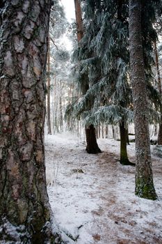 A forest in a cold winter