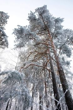 A forest in a cold winter