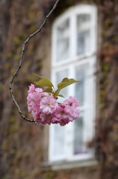 Cherry blossom in front of the window.