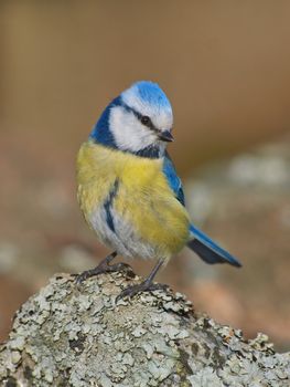 Blue Tit, Cyanistes caeruleus