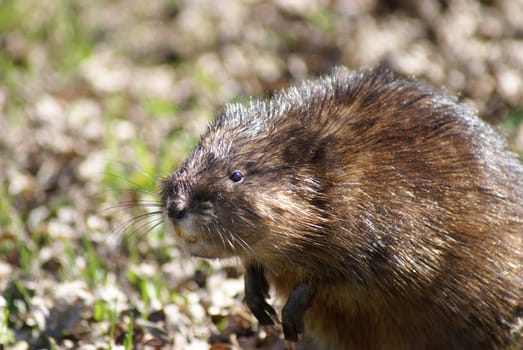 A close-up shot of a muskrat on the shore.