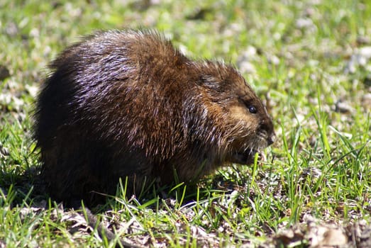 A close-up shot of a muskrat on the shore.