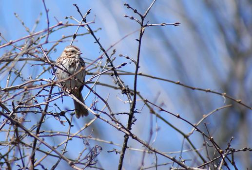 A song sparrow is perched in a budding shrub in the early springtime.