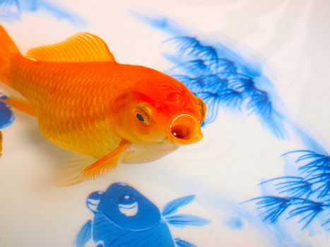 Goldfish in a Chinese ceramic bowl