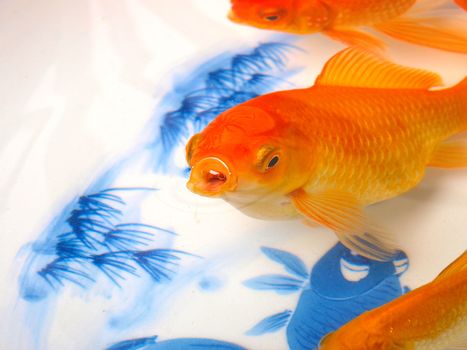 Goldfish in a Chinese ceramic bowl