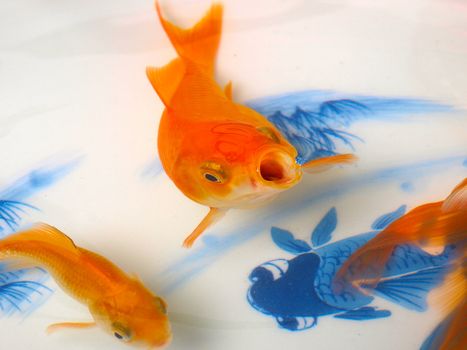 Goldfish in a Chinese ceramic bowl