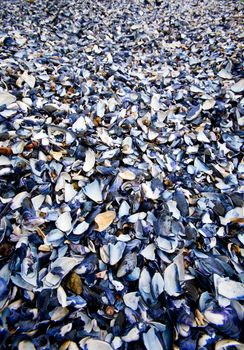 A shell background texture with millions of shells