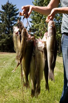 A group of freshly caught fish on grass