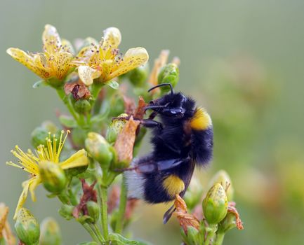 Detail (close-up) of the humble-bee