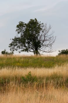 Shot of the solitary tree