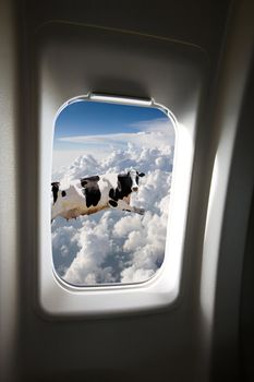 A flying cow viewd out a plane window