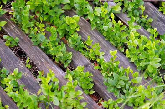 Detail of the blueberry shrubs