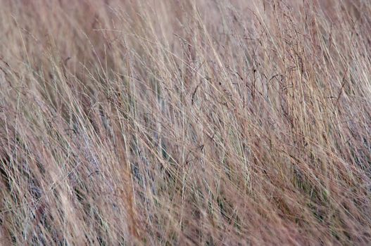 Abstract shot (detail) of a grass