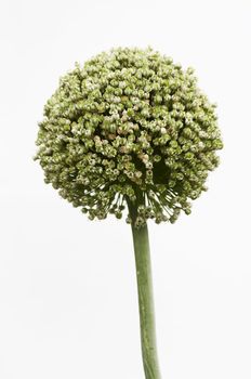 Detail (macro) of the bloom of garlic