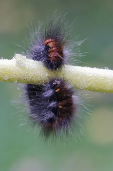Close-up (macro) of the caterpillar