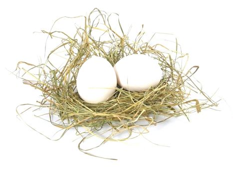 two eggs  in nest isolated on white background