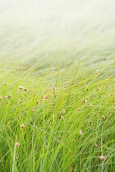 Grassy background with copy space