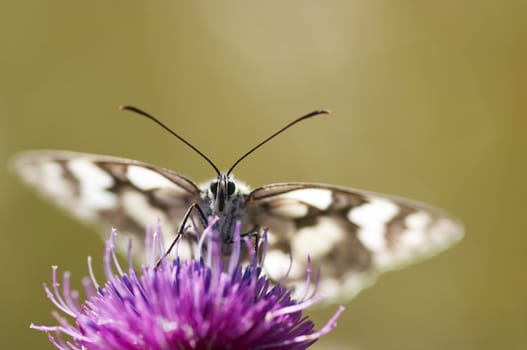 Detail (close-up) of the butterfly - sucker