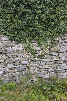 Shot of the climbing plant on the stone wall