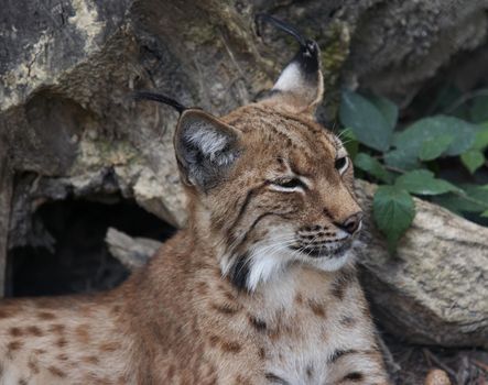 Shot of the European lynx