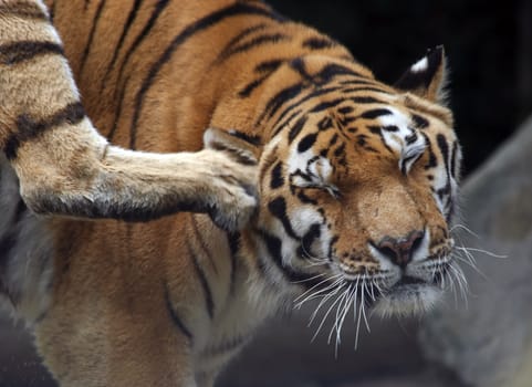 Shot of the Siberian tiger - scratch one´s head