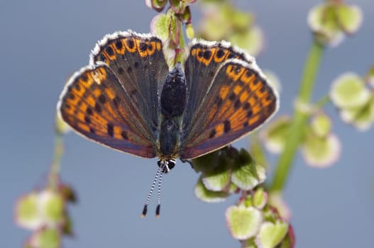 Detail (close-up) of the checkerspot butterfly - greasy fritillary