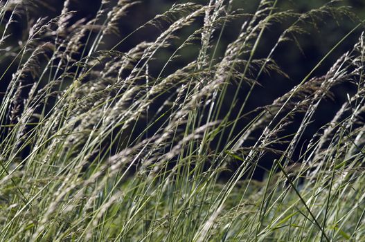 Abstract shot of the grass - close-up