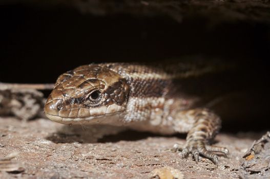 Close-up of the lizard