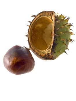 close-up of Chestnuts isolated on a white background