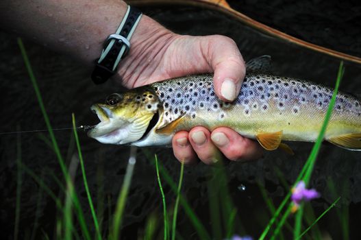 Brown trout caught by a female senior citizen flyfishing on the Firehole River in Yellowstone National Park.  About to be released.