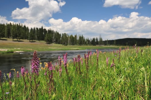 Elephant Head wildflowers (Pedicularis groenlandica) blooming along the Firehole River in Yellowstone National Park.