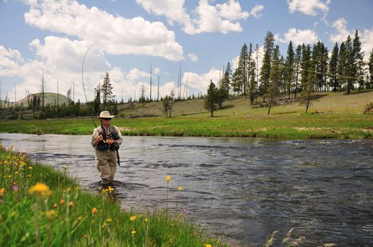 Active senior woman hooking a trout in the Firehole River in Yellowstone National Park