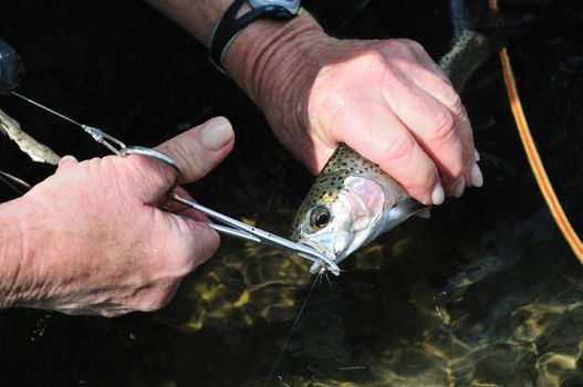 Rainbow trout caught by a female senior citizen fly-fishing on the Firehole River in Yellowstone National Park.  The hook is being removed from the fish in order to release it.